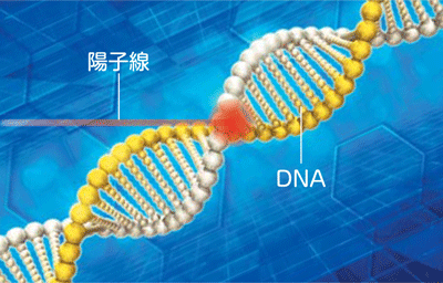 陽子線がDNAを切断するイメージ
