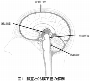 図1 脳室とくも膜下腔の解剖